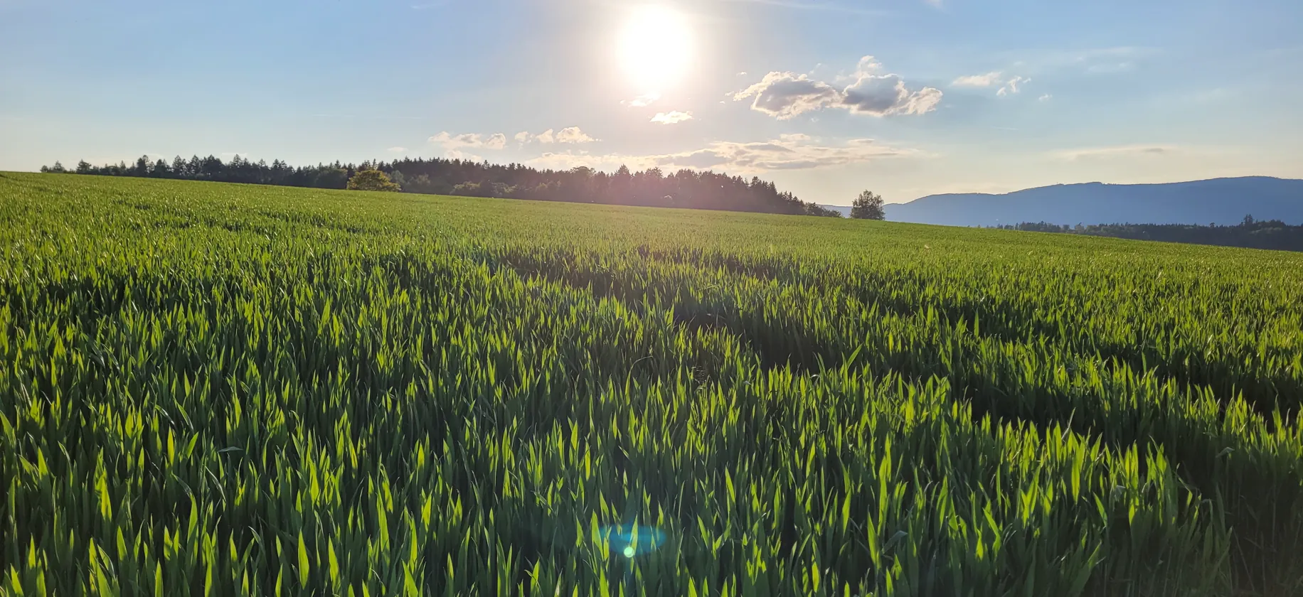 Getreidefeld im Abendlicht